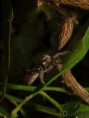 /album/arachnida/euophrys-sutrix-2-jpg/